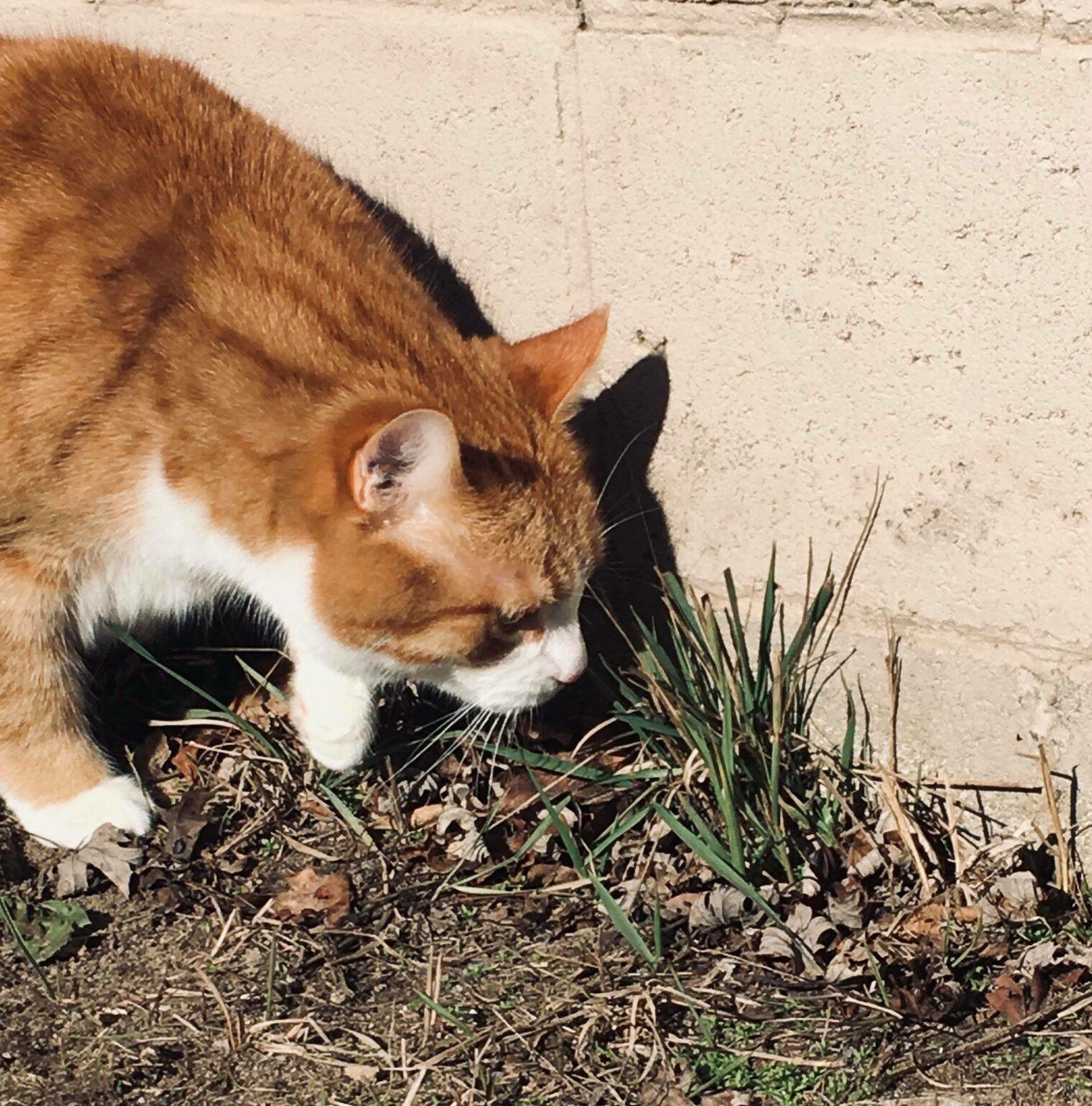 Why Do Cats Eat Plants and Then Throw Up?!