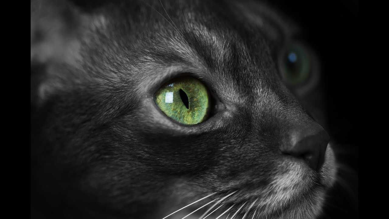 Why do cats eyes glow in the dark ?