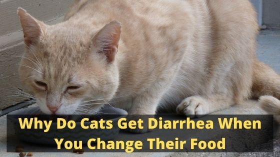 Why Do Cats Get Diarrhea When You Change Their Food