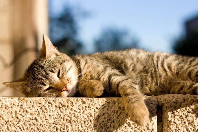 Why Do Cats Lay In The Sun?