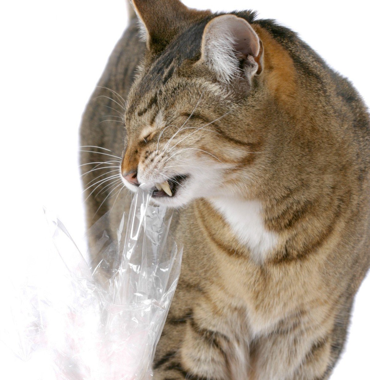 Why Do Cats Like Plastic Bags?