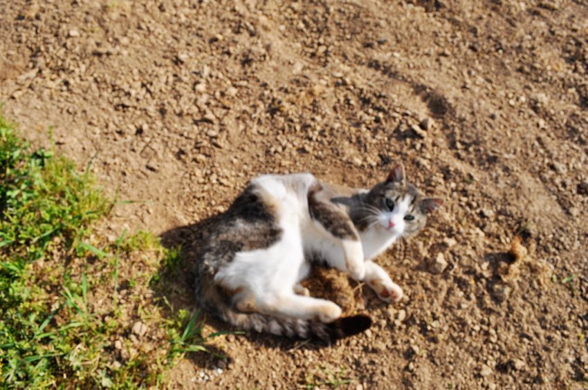 Why do cats roll in dirt? â PoC