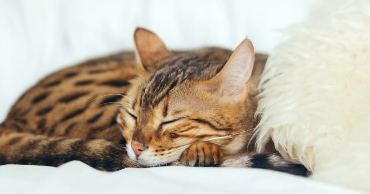 Why Do Cats Sleep So Much? [Updated August 2020]