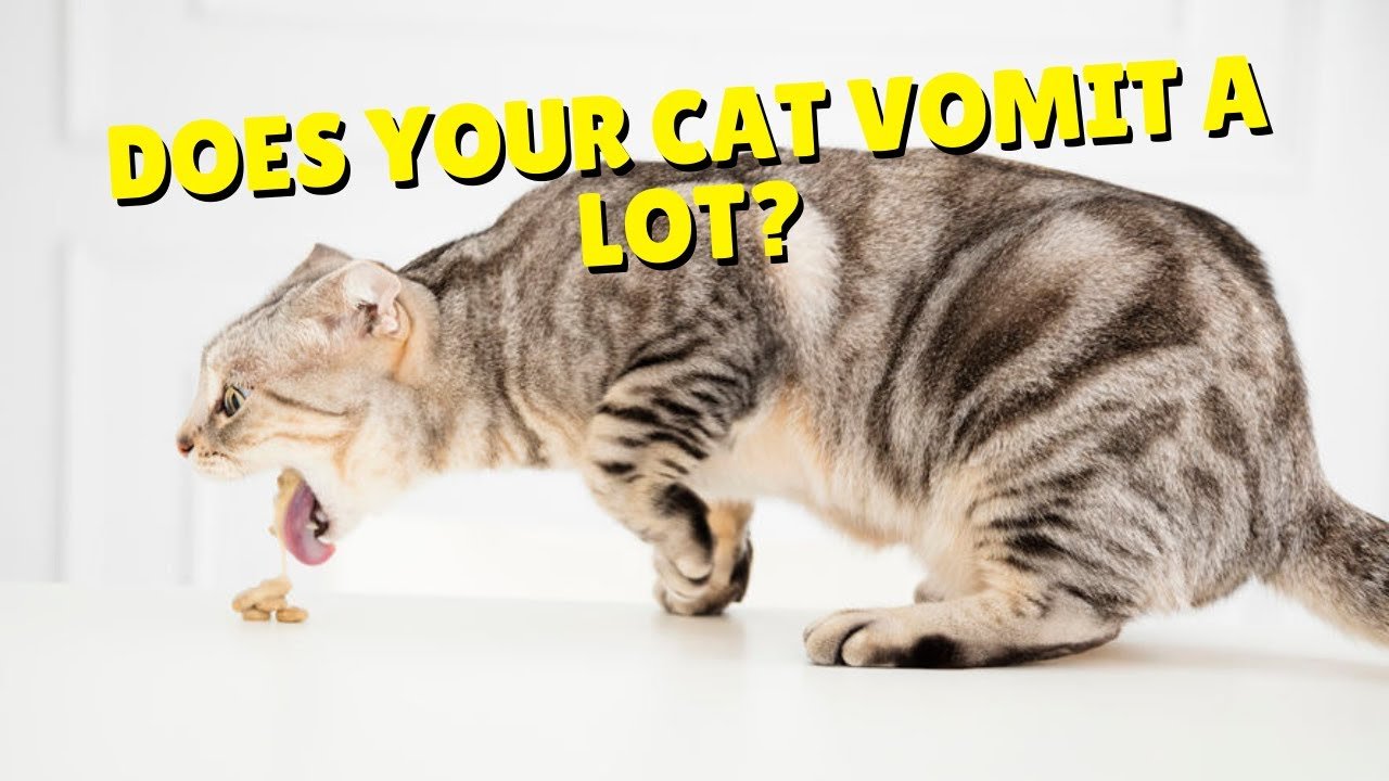 Why Do Cats Vomit?