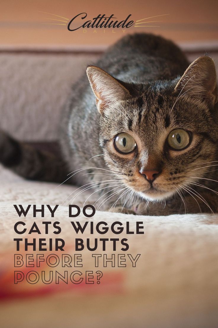 Why Do Cats Wiggle Their Butts Before They Pounce? in 2021 ...