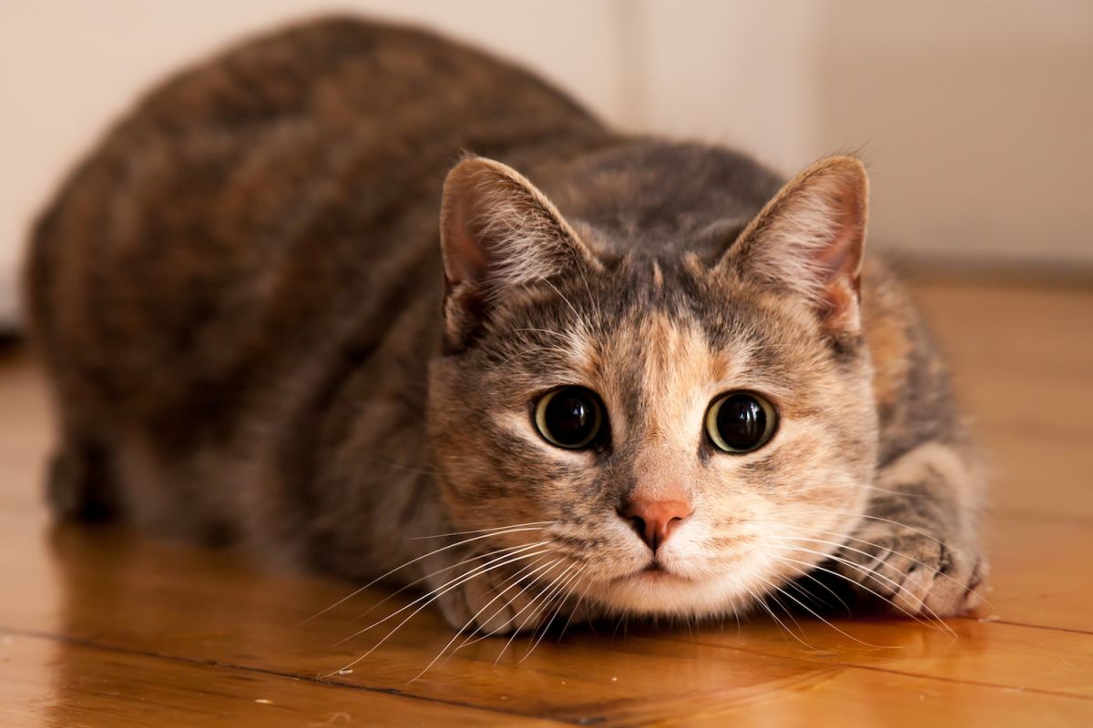 Why Do Cats Wiggle Their Butts Before They Pounce?