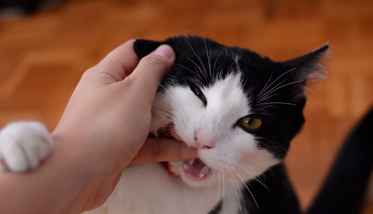 Why Does My Cat Bite Me While Being Pet?