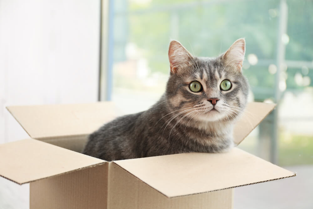 Why Does My Cat Chew Cardboard Boxes? (5 Best Reasons)