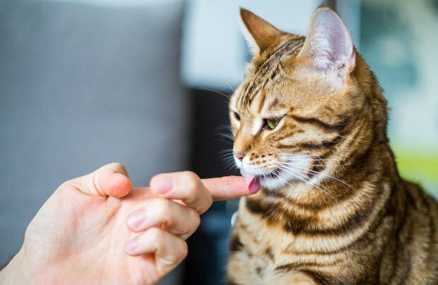 Why Does My Cat Groom Me?  Pet Central by Chewy