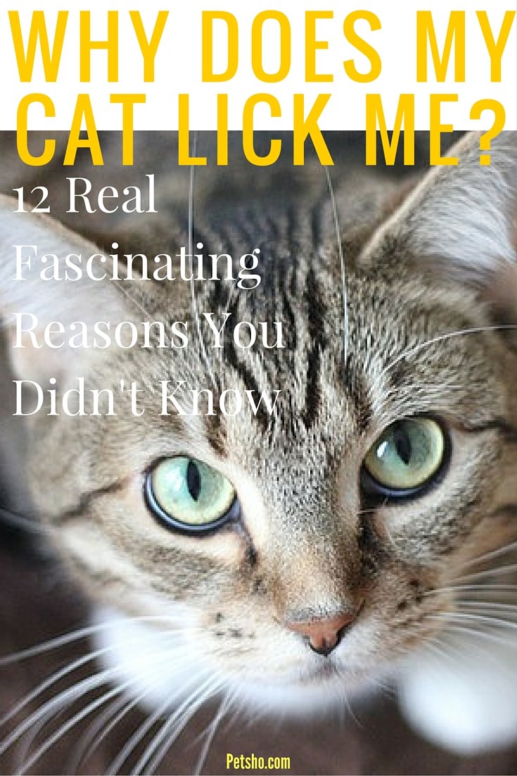 Why Does My Cat Lick Me? 12 Real Fascinating Reasons You ...