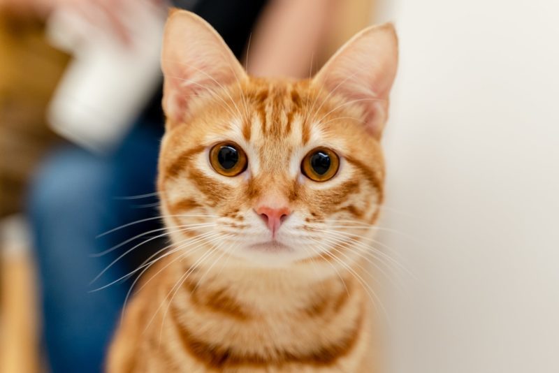 Why Does My Cat Stare At Nothing? Here Are The 6 Reasons