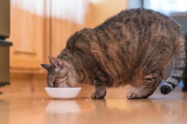 Why Does My Cat Vomit After Eating?