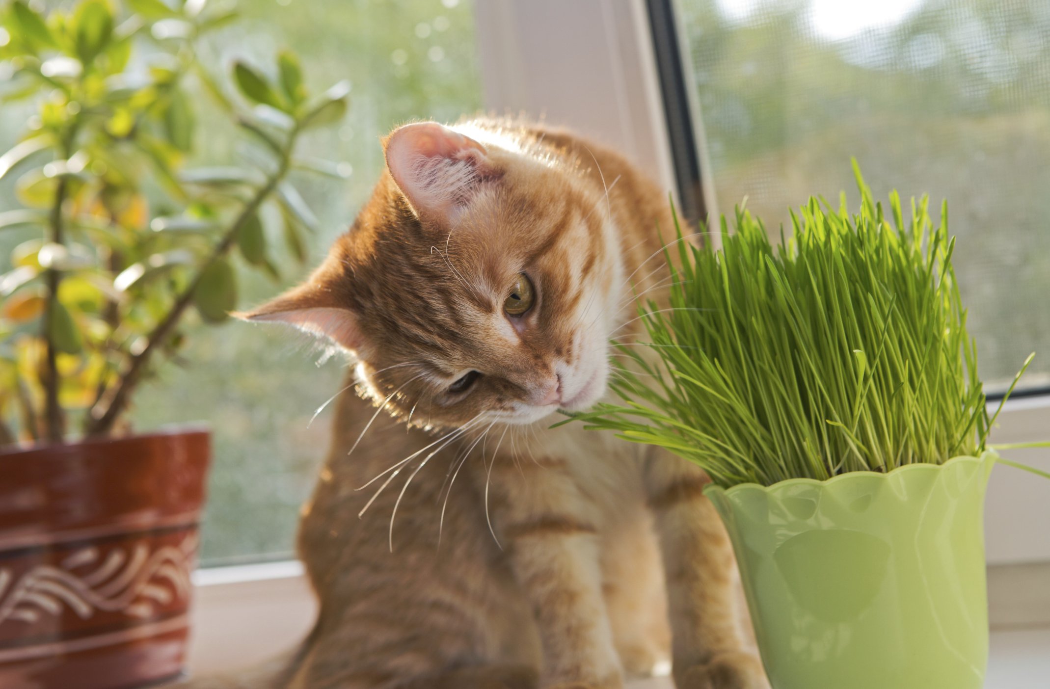 Why Does My Indoor Cat Keep Eating My Plants?
