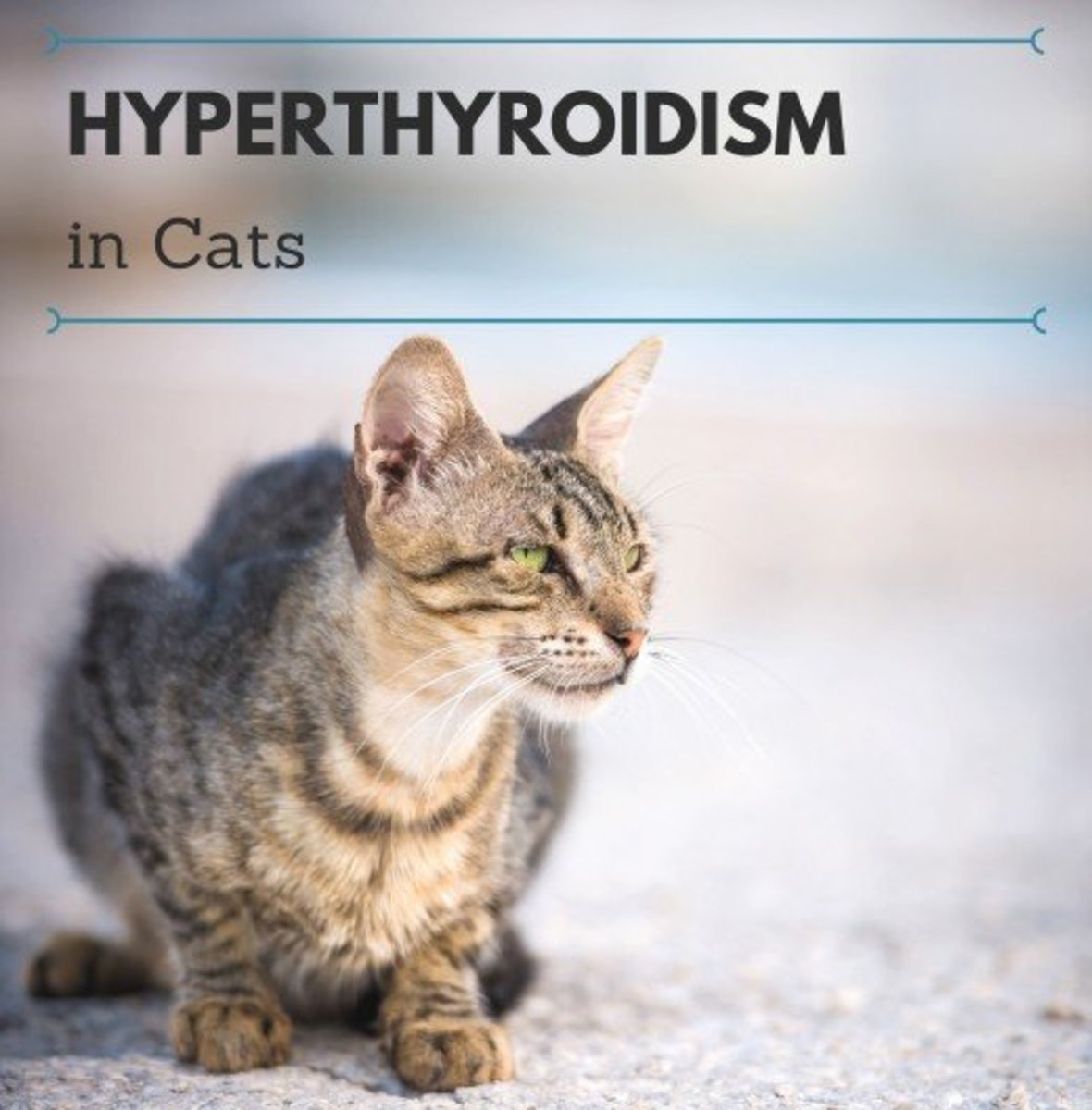 Why Is My Cat Losing Weight? Feline Hyperthyroidism FAQs ...