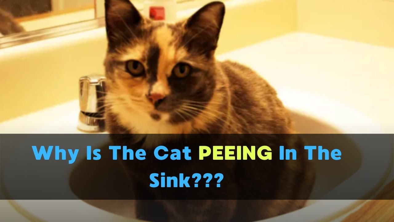 Why Is My Cat Peeing In The Sink?