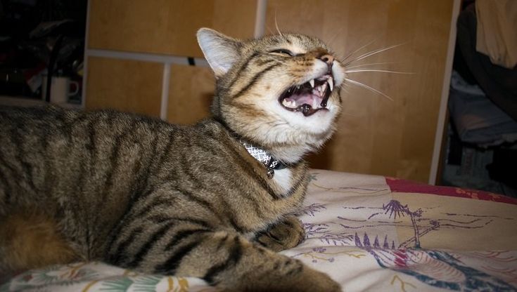 Why Is My Cat Sneezing A Lot? What Should I Do?