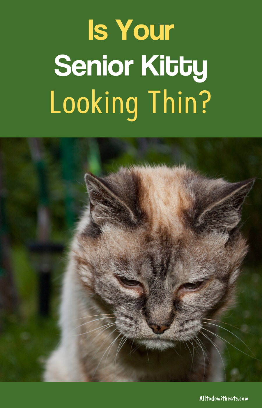 Why Is My Older Cat Losing Weight?:Everything You Need To ...