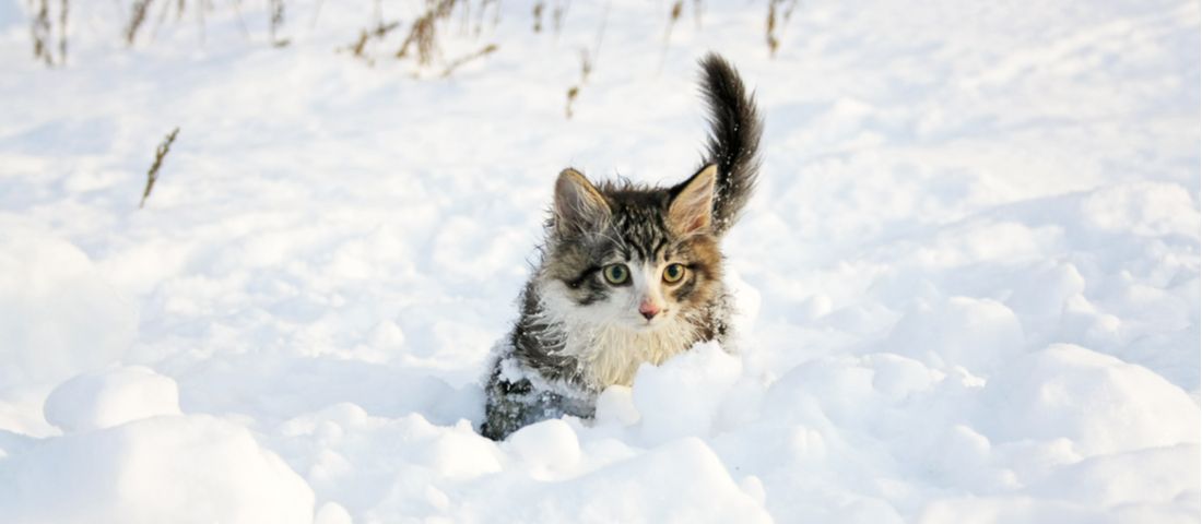 Why Keeping Outdoor Cats Warm in Winter is So Important