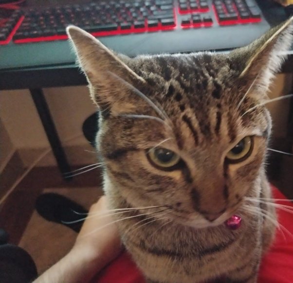 Why wont my cat sit on my lap?