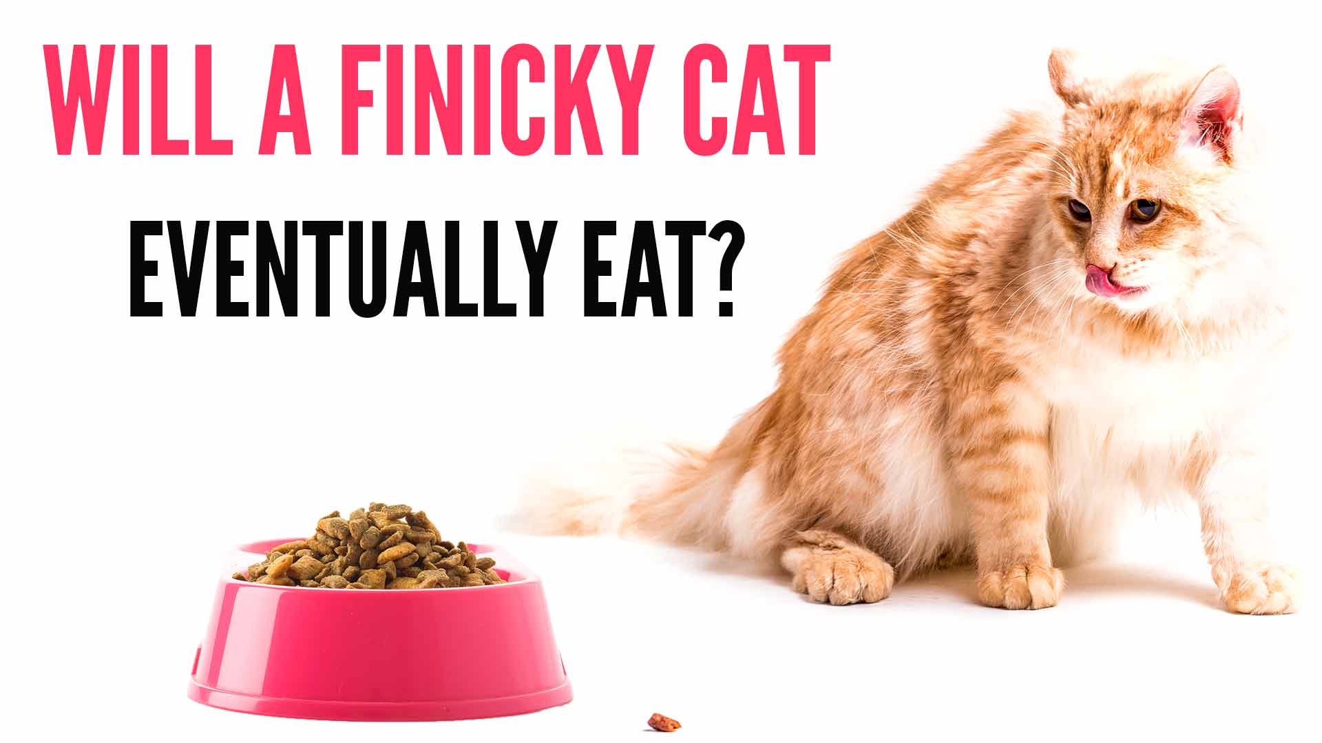 Will A Finicky Cat Eventually Eat?