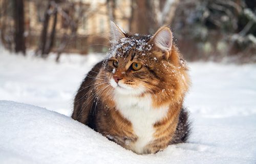 Winter Weather Cats