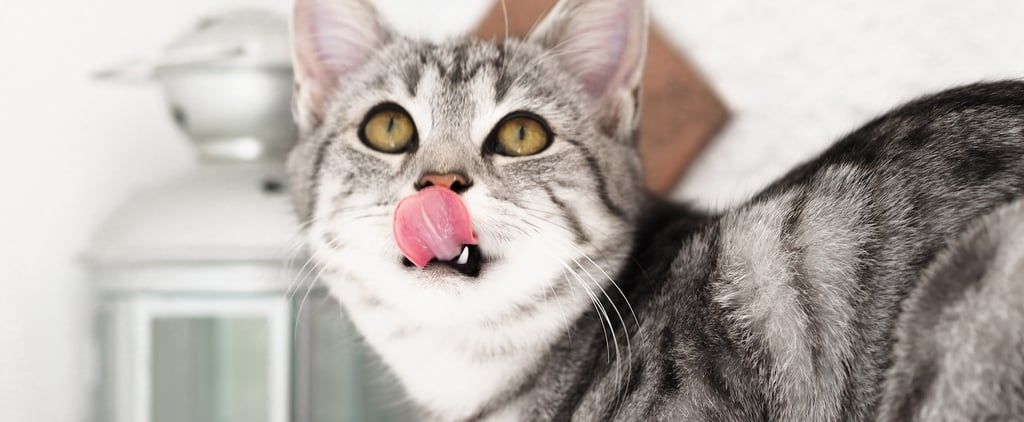 Your Cat Is Totally Allowed to Eat These 7 Human Foods ...