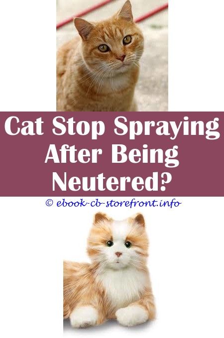 16+ Surprising Will My Cat Stop Spraying After Being ...