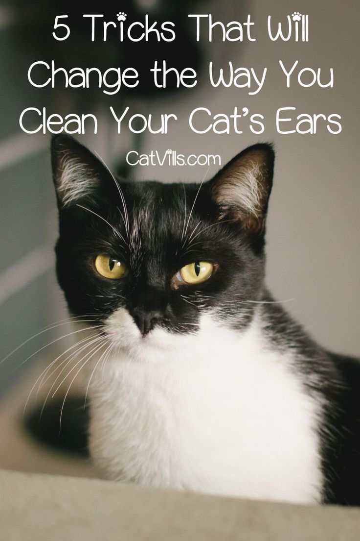 5 Tricks That Will Change the Way You Clean Your Cats ...