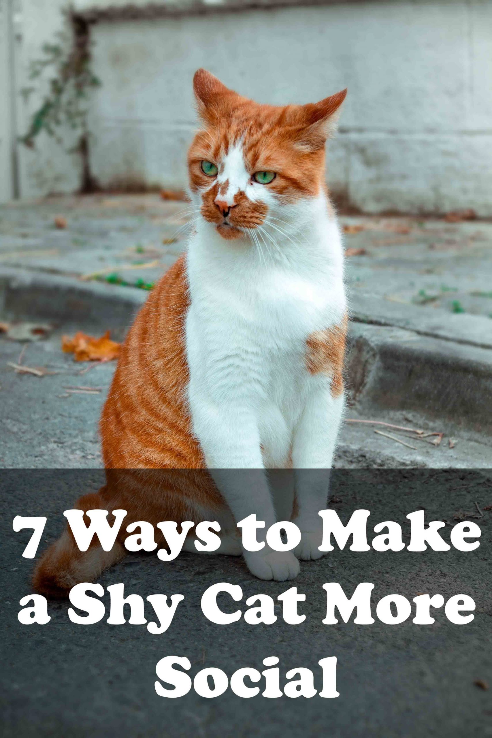 7 Ways to Make a Shy Cat More Social in 2020