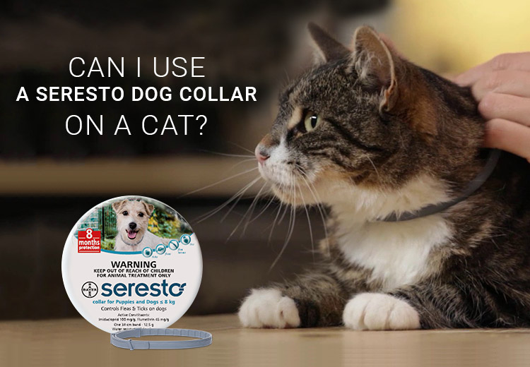 Can I Use A Seresto Dog Collar On A Cat?