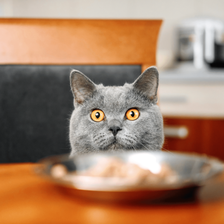 Cat Constipation: Signs Your Cat Is Constipated &  How To Help