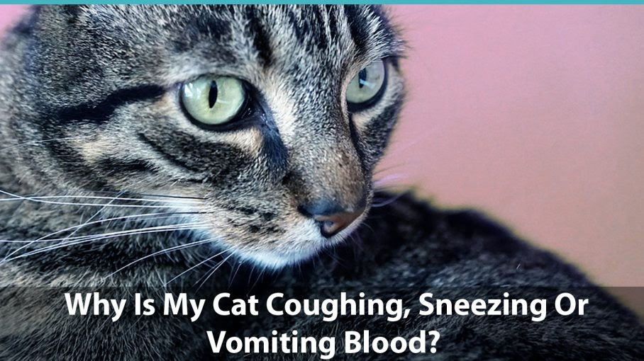Cat Coughing Bloody Mucus