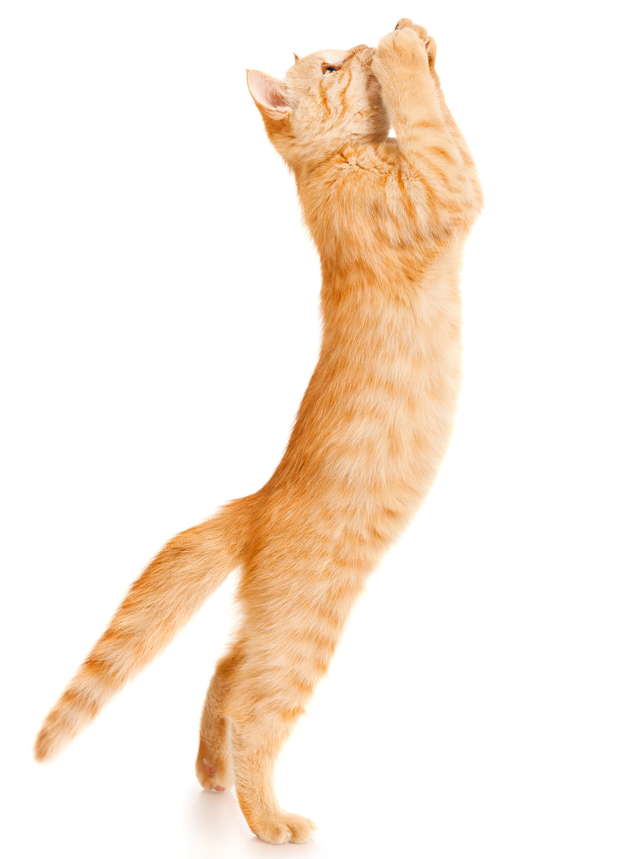 Рыжий кот в прыжке