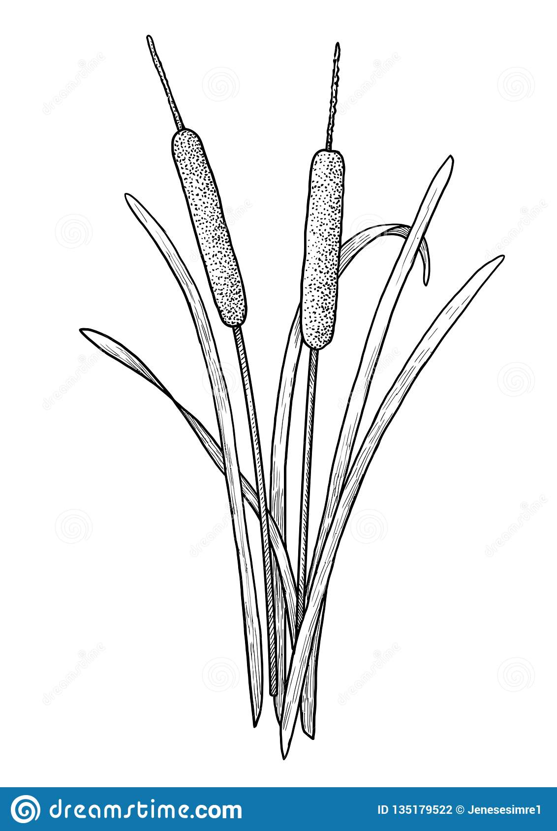 Cattail, Bulrush Illustration, Drawing, Engraving, Ink ...