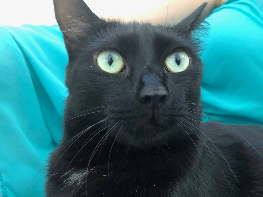 Do Black Cats Usually Have Green Eyes? 6 Eye