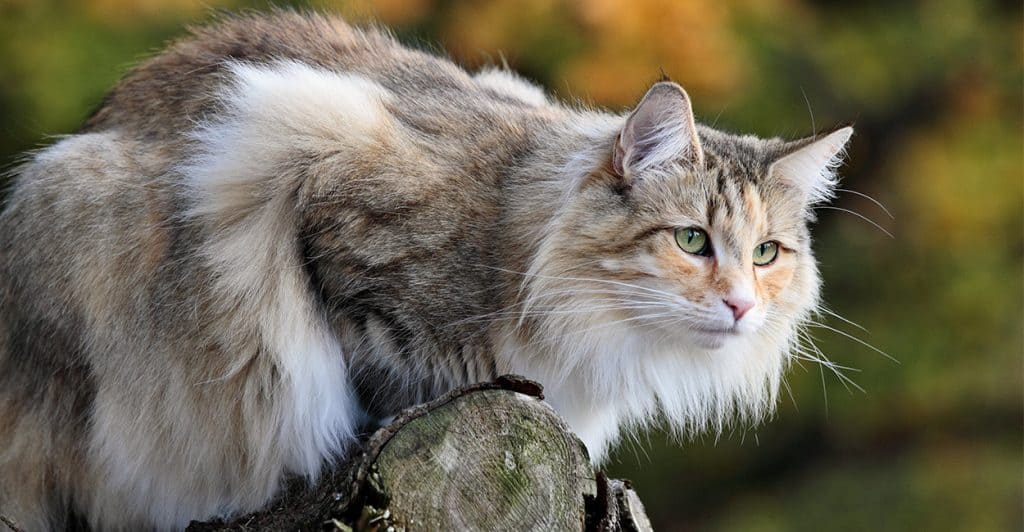 Feline 411: All About Norwegian Forest Cats