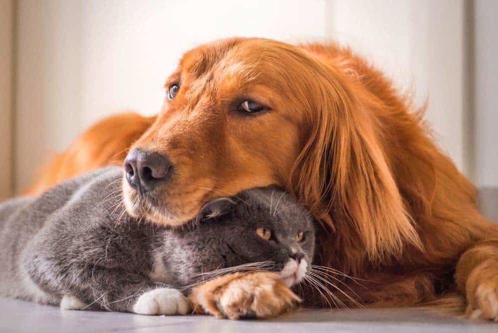 Golden Retrievers and Cats (Are They Good Together ...