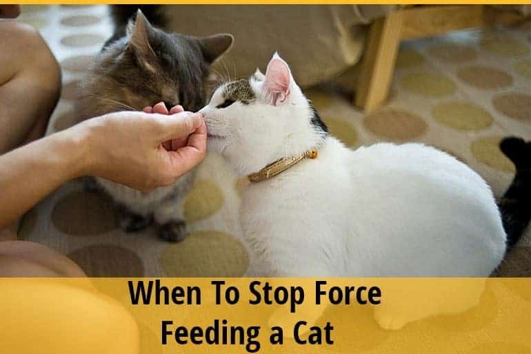 How and When To Stop Force Feeding a Cat?