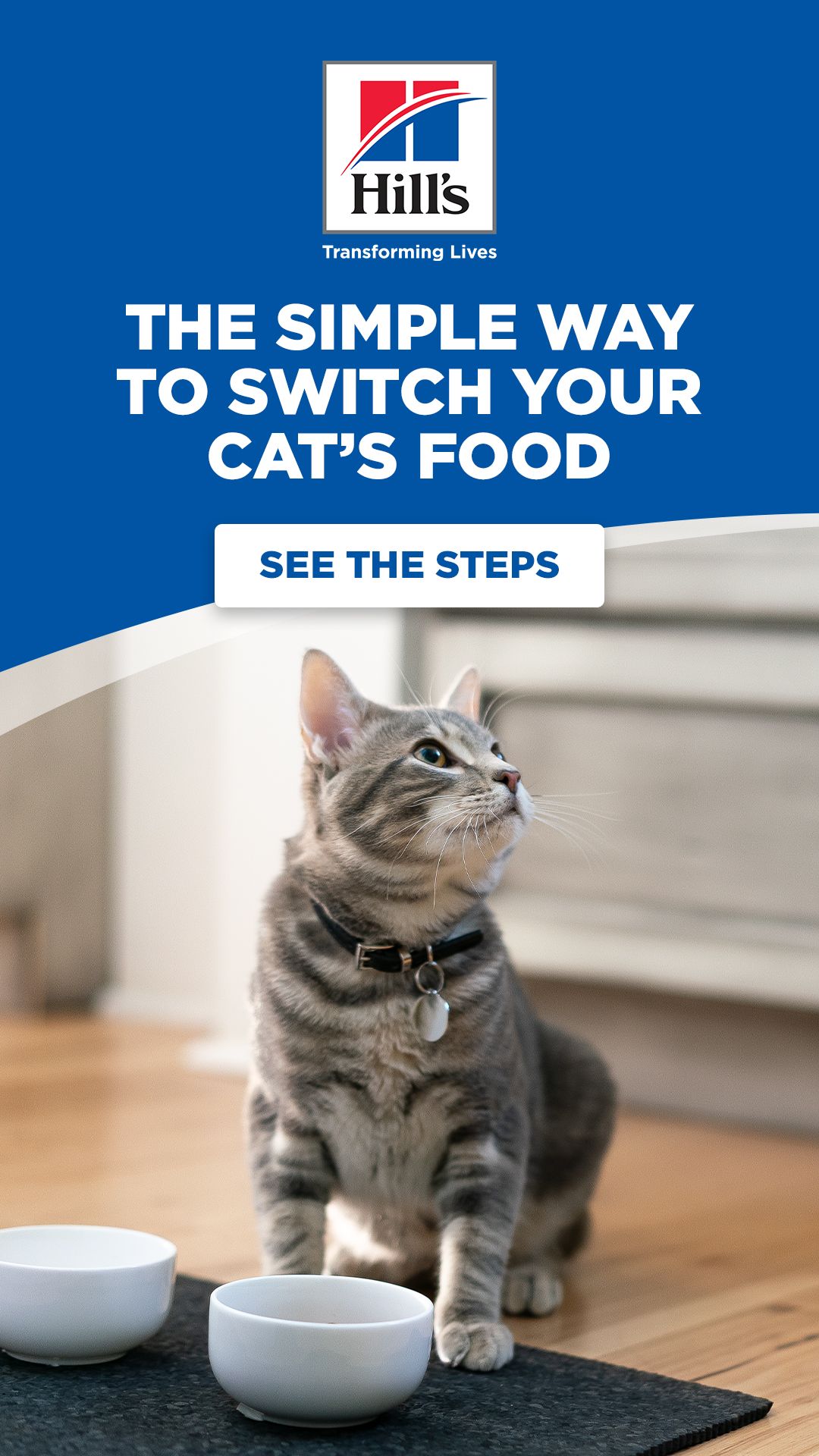 How Do I Switch or Transition Cat Foods?
