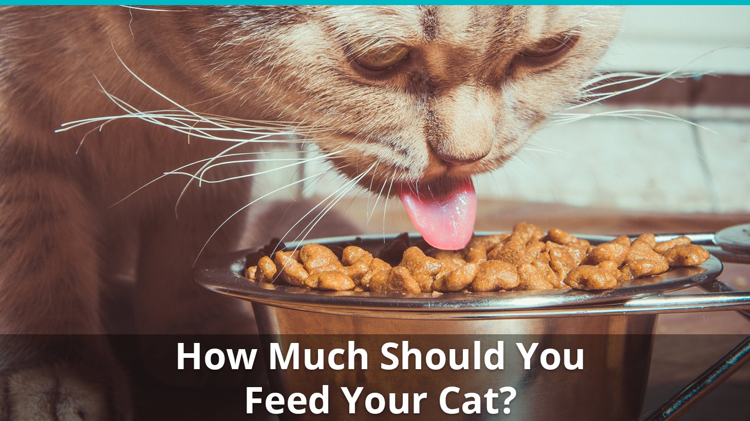 How Much Should You Feed Your Cat? A Real Breakdown With ...