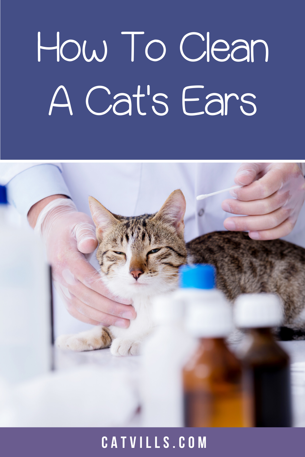 How to Clean Cat Ears: 5 Tricks That Will Make It Easy ...