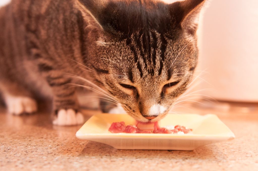 How to make cat food with pictures and video and ...