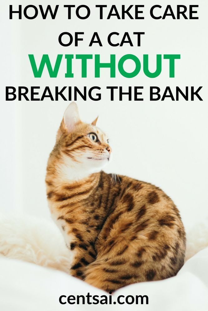 How to Take Care of a Cat Without Breaking the Bank