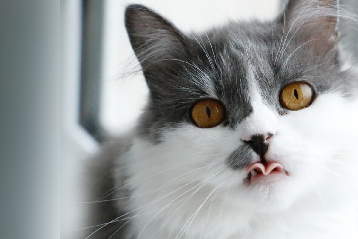 Is it normal for cats to drool? Here