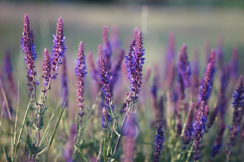 Is Lavender Poisonous to Cats and Dogs?