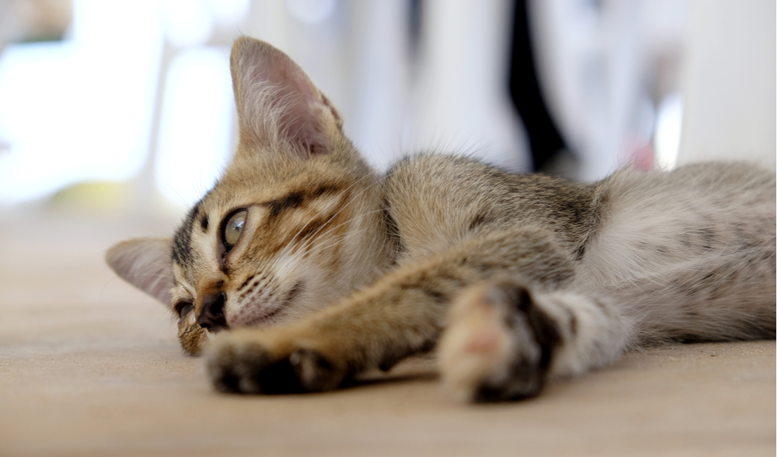 Pancreatitis in Cats: Symptoms and Treatment