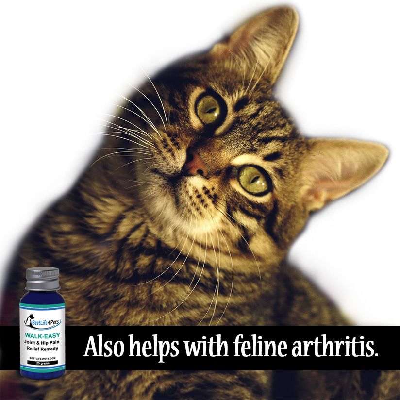 What Can I Give My Cat For Pain Relief