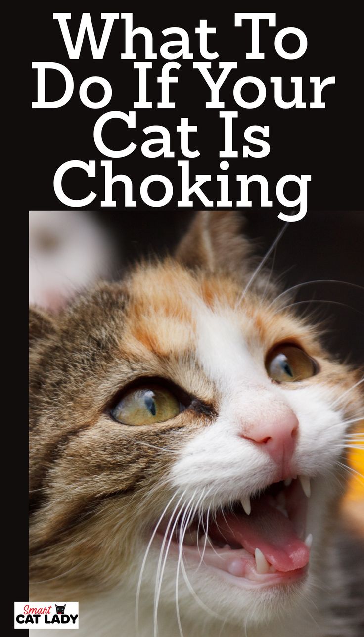 What to Do If Your Cat Is Choking in 2020