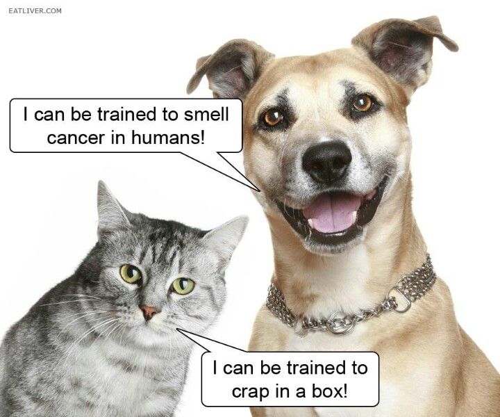 Why dogs are better than cats