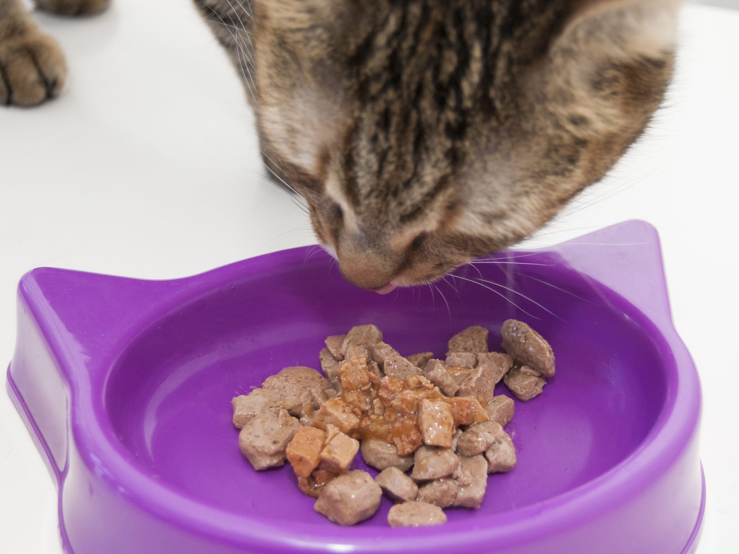 3 Ways to Change Cat Food